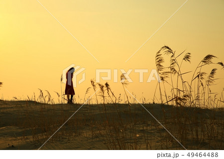 夕日 夕焼け 葦 49464488