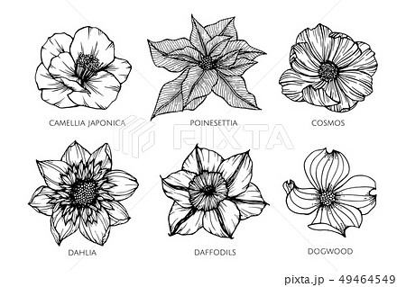 Collection Set Of Flower Drawing Illustration のイラスト素材
