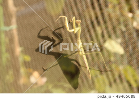 かまきりの影　影遊び　カマキリ 49465089
