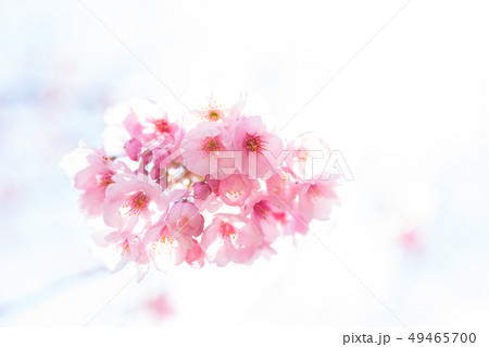 桜 ハイキー調 桜 ハイキー調 49465700
