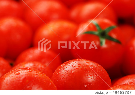 Lots of fresh ripe tomatoes with drops of dew. 49465737