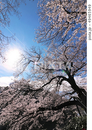 桜 千鳥ヶ淵 ~春を待つ~ 桜 千鳥ヶ淵 ~春を待つ~ 49465949
