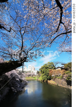 桜　千鳥ヶ淵　～春を待つ～ 49465950