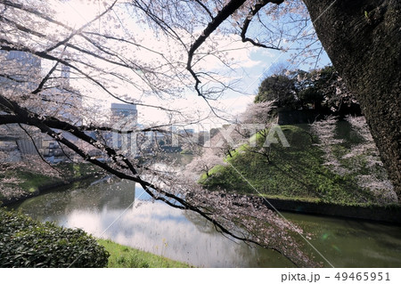 桜　千鳥ヶ淵　～春を待つ～ 49465951