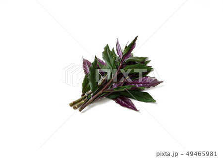 水前寺菜　金時草　ハンダマ 49465981