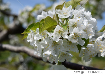 白いリンゴの花の写真素材