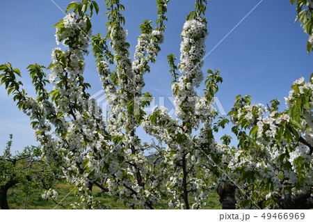 白いリンゴの花の写真素材