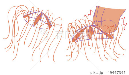 カギノテクラゲ2種 49467345