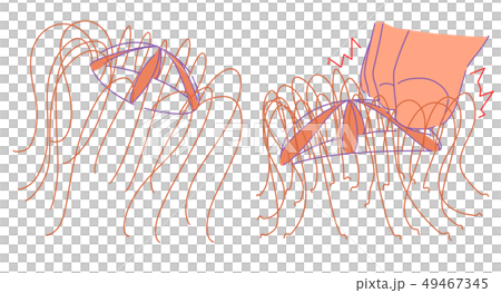 カギノテクラゲ2種 49467345