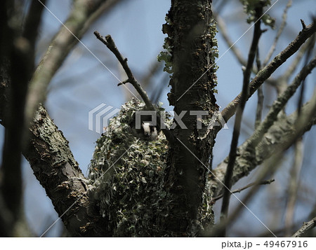 エナガ・巣ずくり エナガ・巣ずくり 49467916