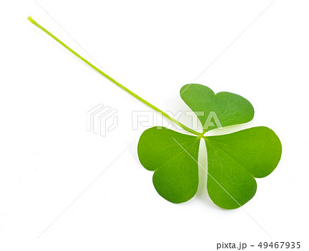 Wood-sorrel leawes 49467935
