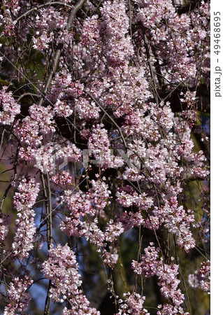 京都御苑　近衛邸跡の枝垂れ桜 49468695