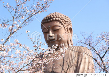 聚楽園大仏　桜 49468831