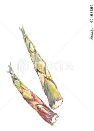 ネマガリタケ 49468866