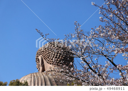 聚楽園大仏　桜 49468911