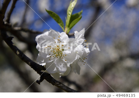 京都御苑 桃園(桃の花) 京都御苑 桃園(桃の花) 49469135