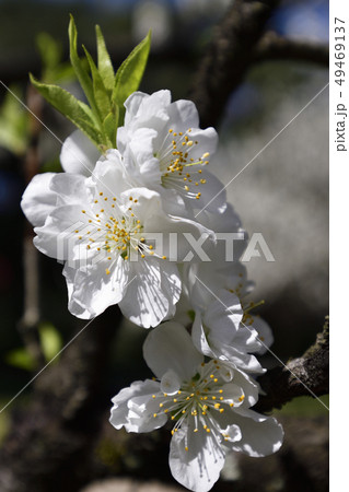 京都御苑　桃園（桃の花） 49469137