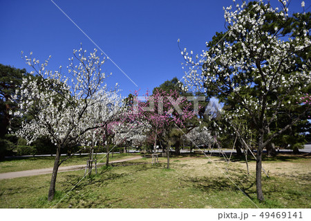 京都御苑 桃園(桃の花) 京都御苑 桃園(桃の花) 49469141