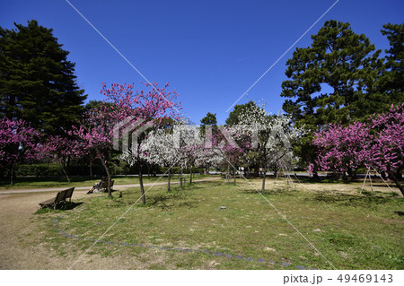 京都御苑　桃園（桃の花） 49469143