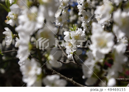 京都御苑 桃園(桃の花) 京都御苑 桃園(桃の花) 49469155