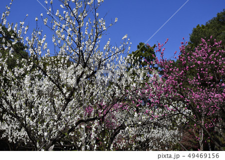 京都御苑 桃園(桃の花) 京都御苑 桃園(桃の花) 49469156