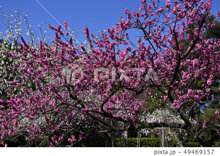 京都御苑　桃園（桃の花） 49469157