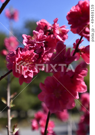 京都御苑　桃園（桃の花） 49469159