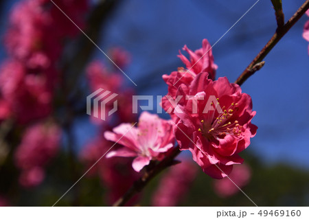京都御苑 桃園(桃の花) 京都御苑 桃園(桃の花) 49469160