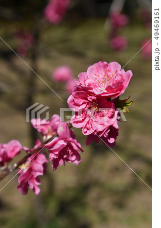 京都御苑　桃園（桃の花） 49469161