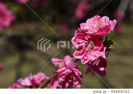京都御苑　桃園（桃の花） 49469162
