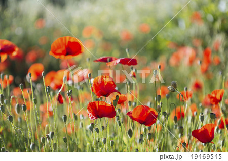 Red poppy field Red poppy field 49469545