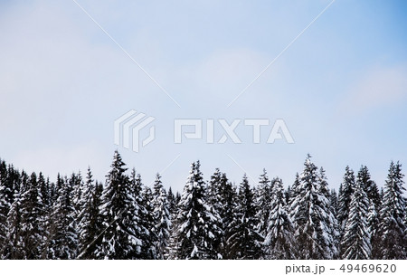 Pine forest during winter in Oslo, Norway 49469620