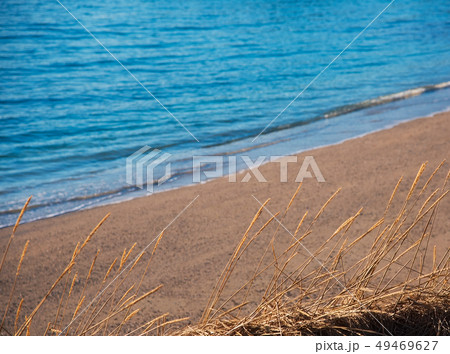 Seed heads by beach in Tromso, Norway 49469627