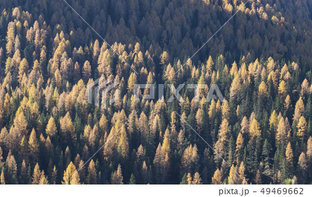 Pine forest in the Dolomites, South Tyrol, Italy 49469662