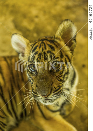 High angle view of tiger cub 49469724