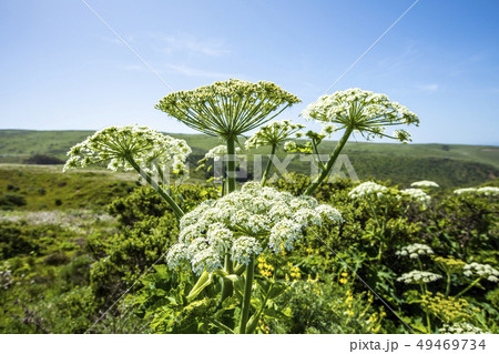 Cow parsnip in field in San Francisco, California, USA 49469734