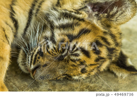 Sleeping tiger cub Sleeping tiger cub 49469736