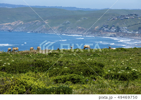 Elk grazing by sea in San Francisco, California, USA 49469750