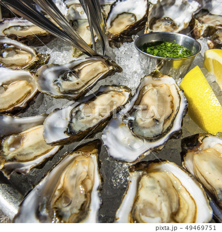 Oysters on ice Oysters on ice 49469751