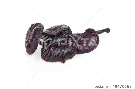 Ganoderma Lucidum Mushroom on white ,Ling Zhi 49470265