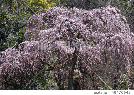 京都御苑 出水の枝垂れ桜 京都御苑 出水の枝垂れ桜 49470645