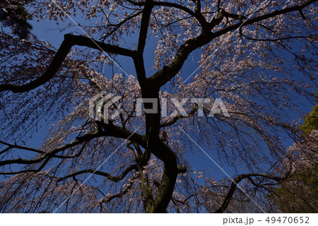 京都御苑　出水の枝垂れ桜 49470652