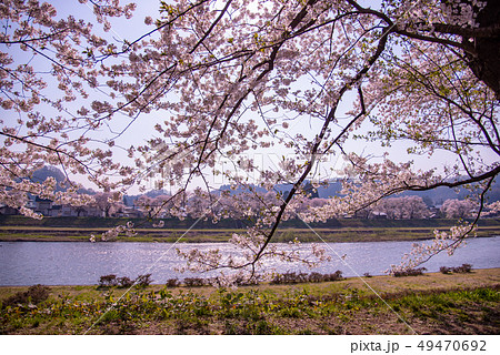 秋田県 仙北市 角館 桧木内川堤の桜並木 秋田県 仙北市 角館 桧木内川堤の桜並木 49470692