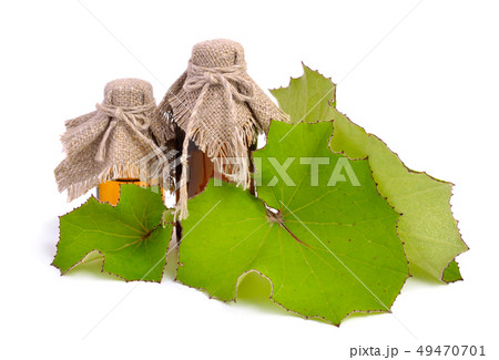 Coltsfoot leawes isolated. 49470701