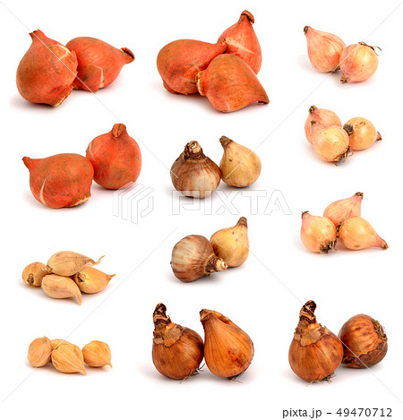 Bulbs of flowers. Bulbs of flowers. 49470712