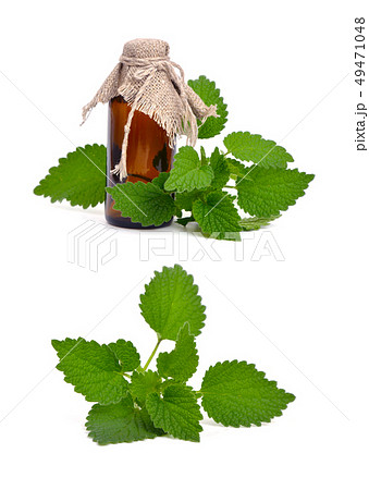 Melissa on white background. 49471048