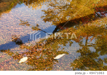 水底に沈んだ紅葉の葉 49471063