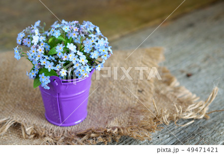 Forget-me-not Forget-me-not 49471421