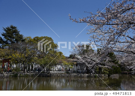 源氏池と桜 49471813