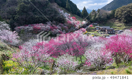 上久喜の花桃 49471841